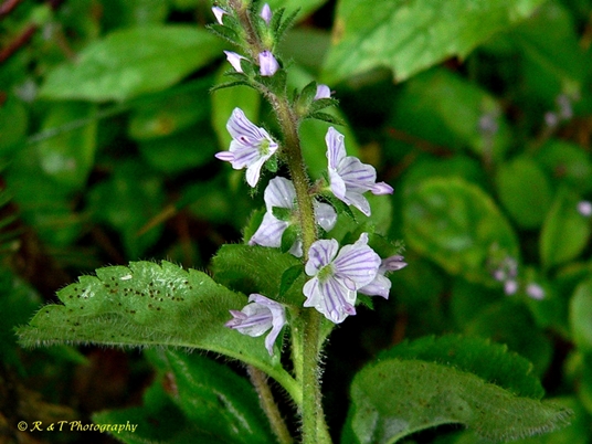 {Veronica officinalis}